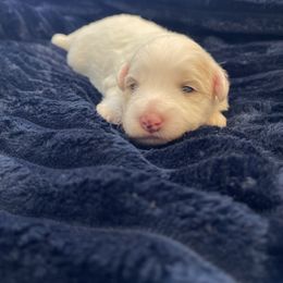 Rose - White female Coton de Tulear puppy in Palm Desert, California from Cotoncutie