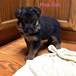Girl 3 - Black and red female German Shepherd puppy in Puyallup, Washington from Majestic Royal German Shepherd’s