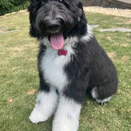 Newfoundland All Grown Up from KelleyDoodles