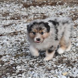 Bretzel - Blue merle female Australian Shepherd puppy in Kirksville, Missouri from BellSharps Australian Shepherds