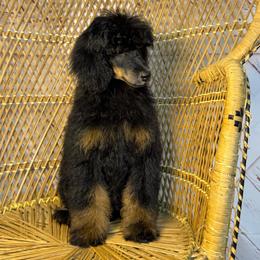 Phantom Boy 2 - Phantom male Poodle puppy in Belgreen, Alabama from Scott’s Farm Poodles and Doodles