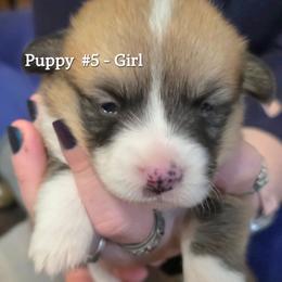 Puppy 5 - Fawn female Pembroke Welsh Corgi puppy in Buffalo, Wyoming from Diamond K Corgis