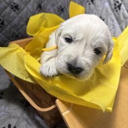 Mr Yellow - Light golden male Golden Retriever puppy in Grand Island, Nebraska from Loseke Family Retrievers