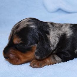 Oscar - Dapple male Dachshund puppy in Augusta, Georgia from Cherokee Hill Dachshunds