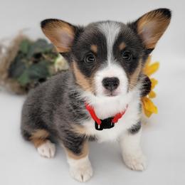 German Shepherd and Pembroke Welsh Corgi Puppies from J&R Shepherds & Corgis