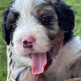 Petunia - Merle female Bernedoodle puppy in Rising Sun, Indiana from Ruby Lane Doodles