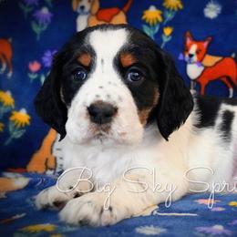 Girl 2 - Black white and tan female English Springer Spaniel puppy in Great Falls, Montana from Big Sky Springers