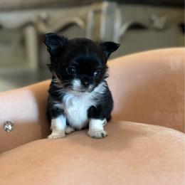 Boy1 - Black and white male Chihuahua puppy in Davenport, Florida from Clan Cordovathone