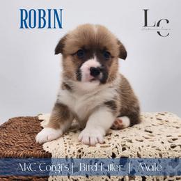 Robin - Red male Pembroke Welsh Corgi puppy in Pine Village, Indiana from NL Horsemanship
