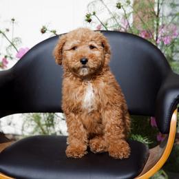 Blue collar boy - Apricot male Goldendoodle puppy in Spokane, Washington from Beloved_doodles_WA