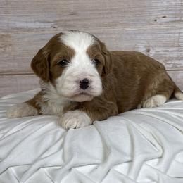 Goldie - Red female Cavapoo puppy in Millersburg, Ohio from Ohio Puppy Paws