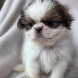 Mater - Blue and white male Shih Tzu puppy in Jenks, Oklahoma from Noble Shih Tzu