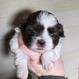 Choco Spot Boy - Liver and white male Shih Tzu puppy in Vinita, Oklahoma from Locust Creek Shih Tzu & Havanese