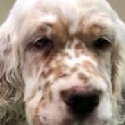 English Setters from Triple Creek English Setters