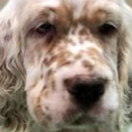 English Setters from Triple Creek English Setters