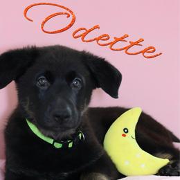 Odette - Black and cream female German Shepherd puppy in De Land, Florida from 3B’s Animal Artistry
