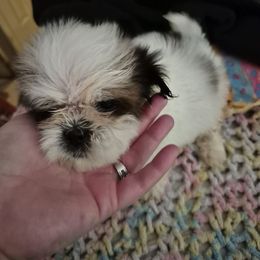 Girl 4 - Brindle female Shih Tzu puppy in Trout, Louisiana from Magnolia Farm's LLC