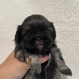 Cashew - Fawn male Pekingese puppy in Clinton, Tennessee from Gracelands Pekingese