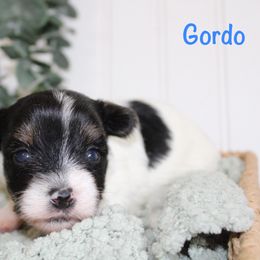 Yorkshire Terrier Puppies from Peach Yorkies