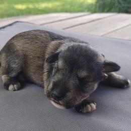 Jackson (far left) - Parti male Miniature Schnauzer puppy in Milton Freewater, Oregon from Rose Brook Family Farms
