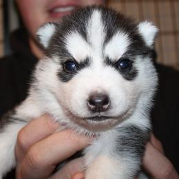 Pikachu - Black and white female Siberian Husky puppy in Le Sueur, Minnesota from Tevana Siberians LLC