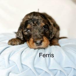 Ferris - Merle male Goldendoodle puppy in Pasco, Washington from Camp Doodle Woods
