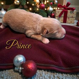 Prince - Wheaten male Miniature Schnauzer puppy in Clemmons, North Carolina from Schnauzer Snobs