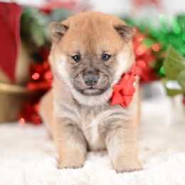 Ben -FULL AKC REGISTRATION- - Red male Shiba Inu puppy in Neosho, Missouri from Kenny Cave K9s