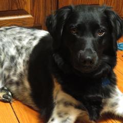 Stabyhoun All Grown Up from Cindy Pfister's Stabyhoun