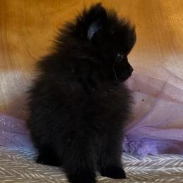 Navy - Black parti male Pomeranian puppy in Scio, Oregon from Mac Daddy Poms