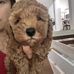 Poodles from Chae’s Fam