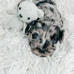 Boy 1 - Merle male Cockapoo puppy in Otisville, Michigan from Danie’s Darling Doodles LLC