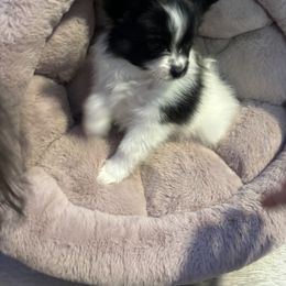 Papillon Puppies from Heavenly-papillons
