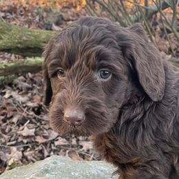 Prancer - Chocolate Labradoodle puppy in Raleigh, North Carolina from Paxterra Labradoodles