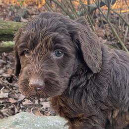 Prancer - Chocolate Labradoodle puppy in Raleigh, North Carolina from Paxterra Labradoodles