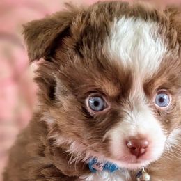 Toy Australian Shepherds from FuN SiZe Aussies