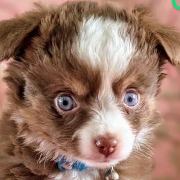 Toy Australian Shepherds from FuN SiZe Aussies