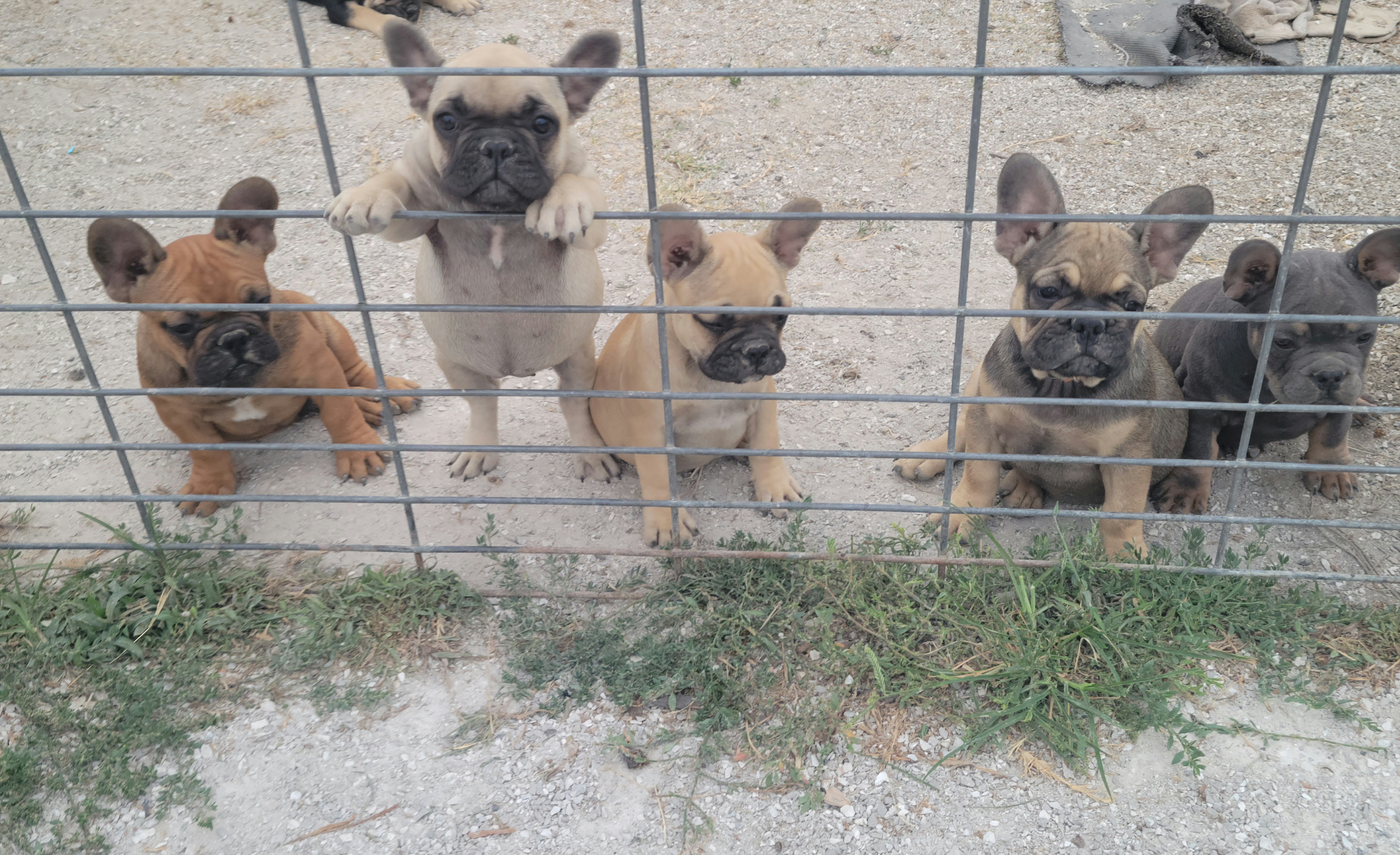 Basset Hound and French Bulldog Puppies from Rusty Spur Frenchies and Bassets