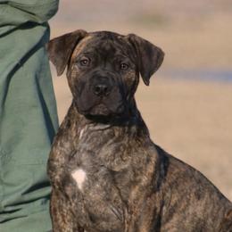 Apricot Collar Dark Brindle Female - Brindle female Boerboel puppy in Wasilla, Alaska from Northland Boerboels