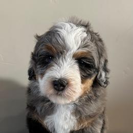 Maverick - Blue merle male Bernedoodle puppy in Horseshoe Bend, Idaho from Over the Moon Poodles and Doodles