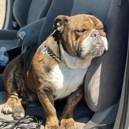 Bulldogs and French Bulldogs from Phamtastic Bulldogs