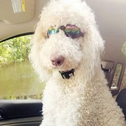 Bailey - Goldendoodle