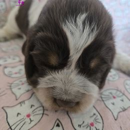 Bubble Gum - Tri-Roan female English Springer Spaniel puppy in Brodhead, Wisconsin from Pinwheel Acres