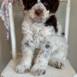 Purple - Parti female Goldendoodle puppy in Hesperia, Michigan from Red Acres Poodles & Doodles