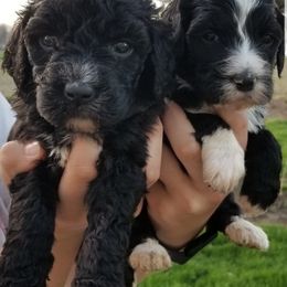 Bernedoodles from Buschur Bernedoodles
