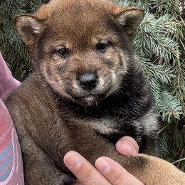 Dark sesame - Sesame male Shiba Inu puppy in Winthrop, Minnesota from Kayobi Shibas