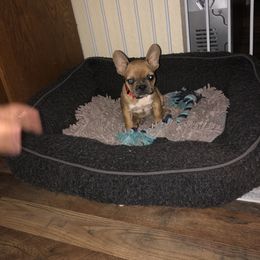 French Bulldog Puppies from 805 Founding Frenchies