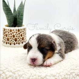 Toto - Blue merle and white male American Corgi puppy in Cameron, North Carolina from Butts Family Corgis
