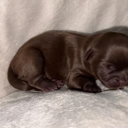 Chocolate B - Chocolate male Shih Tzu puppy in Albany, New York from Precious Shihpoo’s and Luxurious Shih Tzu’s