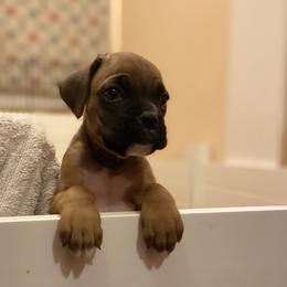 Boxer Puppies from Red Rock Boxers